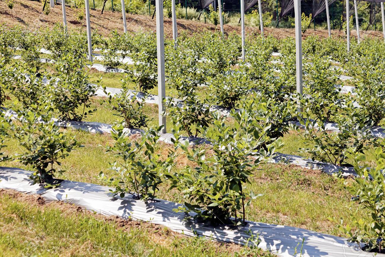 Santa Therese Plantation, LLC acquired by an Azulera Farms, LLC